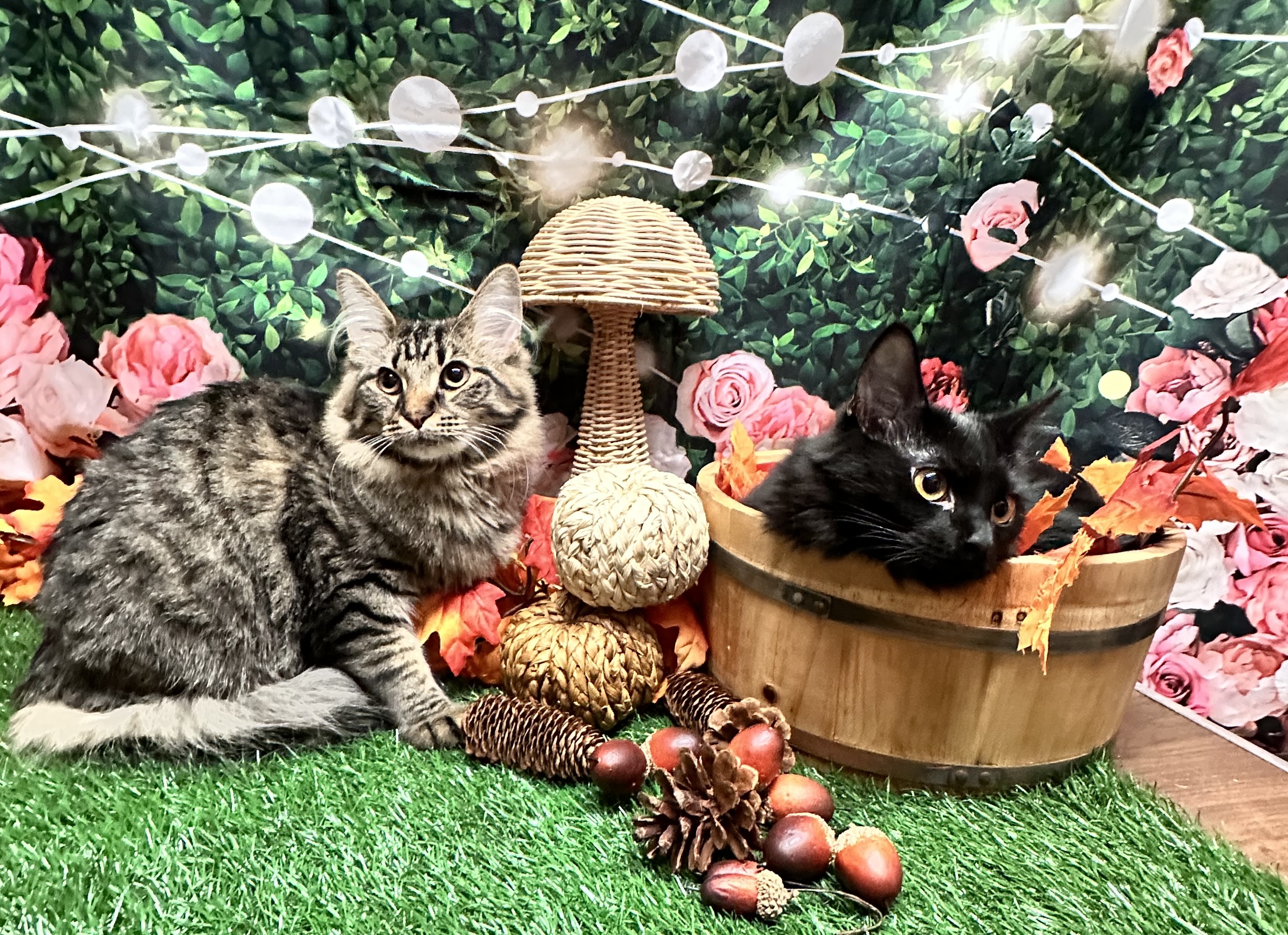 Cat for adoption Harley Quinn and Batgirl, a Norwegian Forest Cat