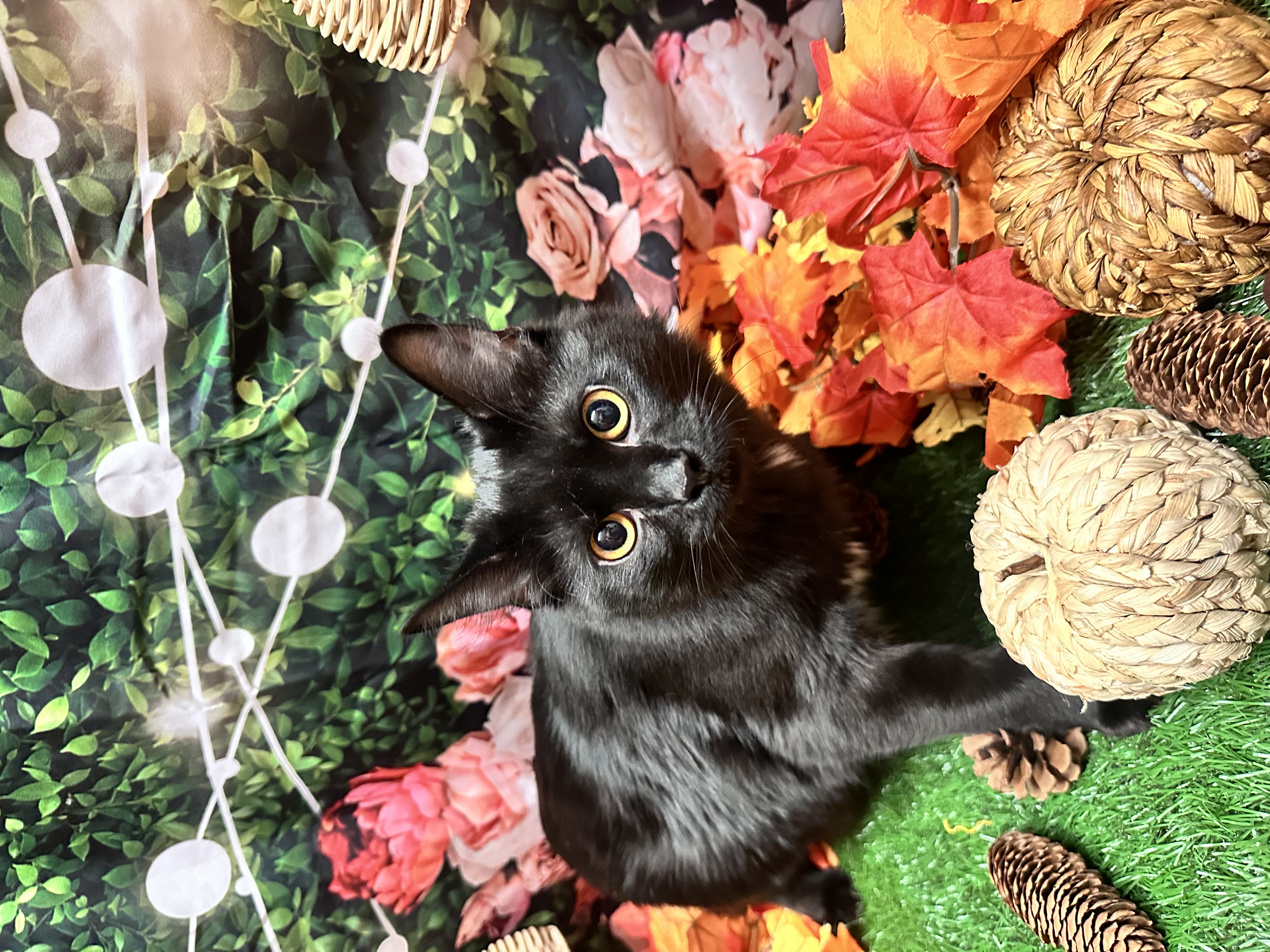 Cat for adoption Harley Quinn and Batgirl, a Norwegian Forest Cat