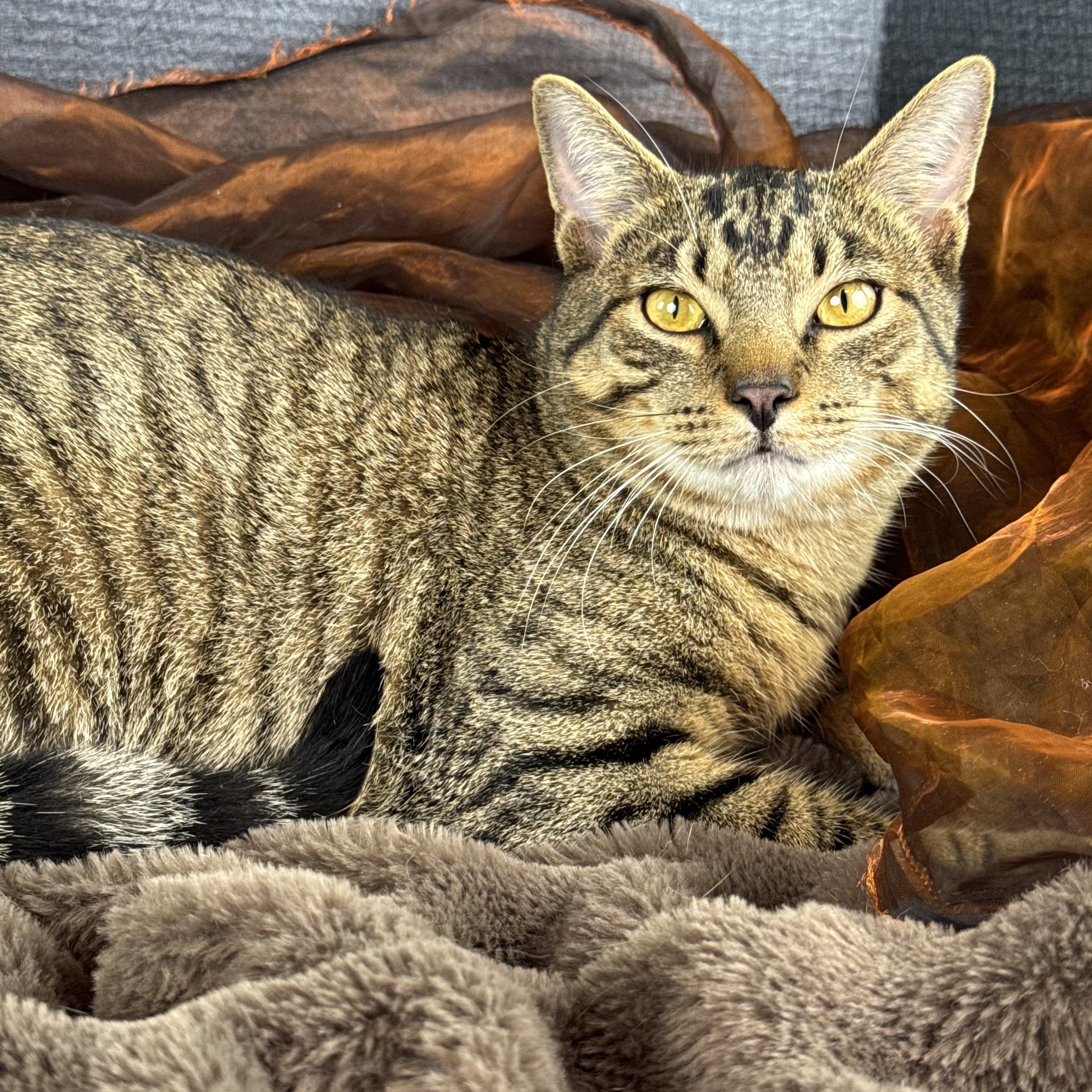 Enlarge Buttercup, a Adoptable Tabby in Houston, TX image 5/5