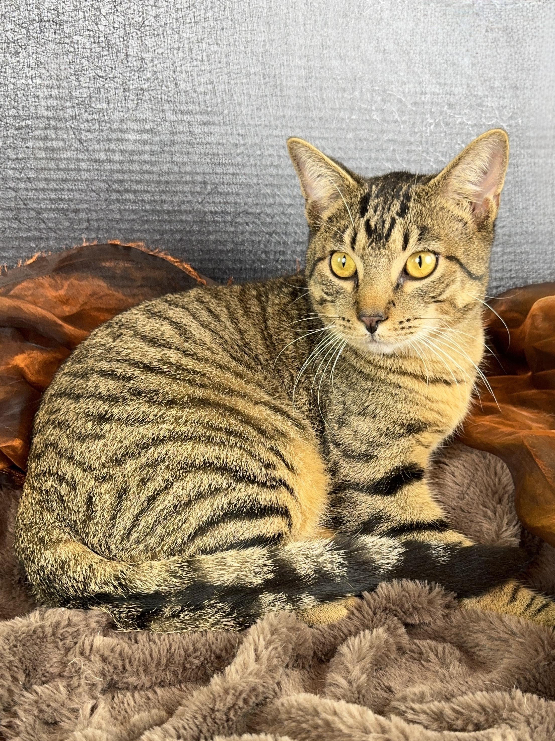 Enlarge Buttercup, a Adoptable Tabby in Houston, TX image 2/5