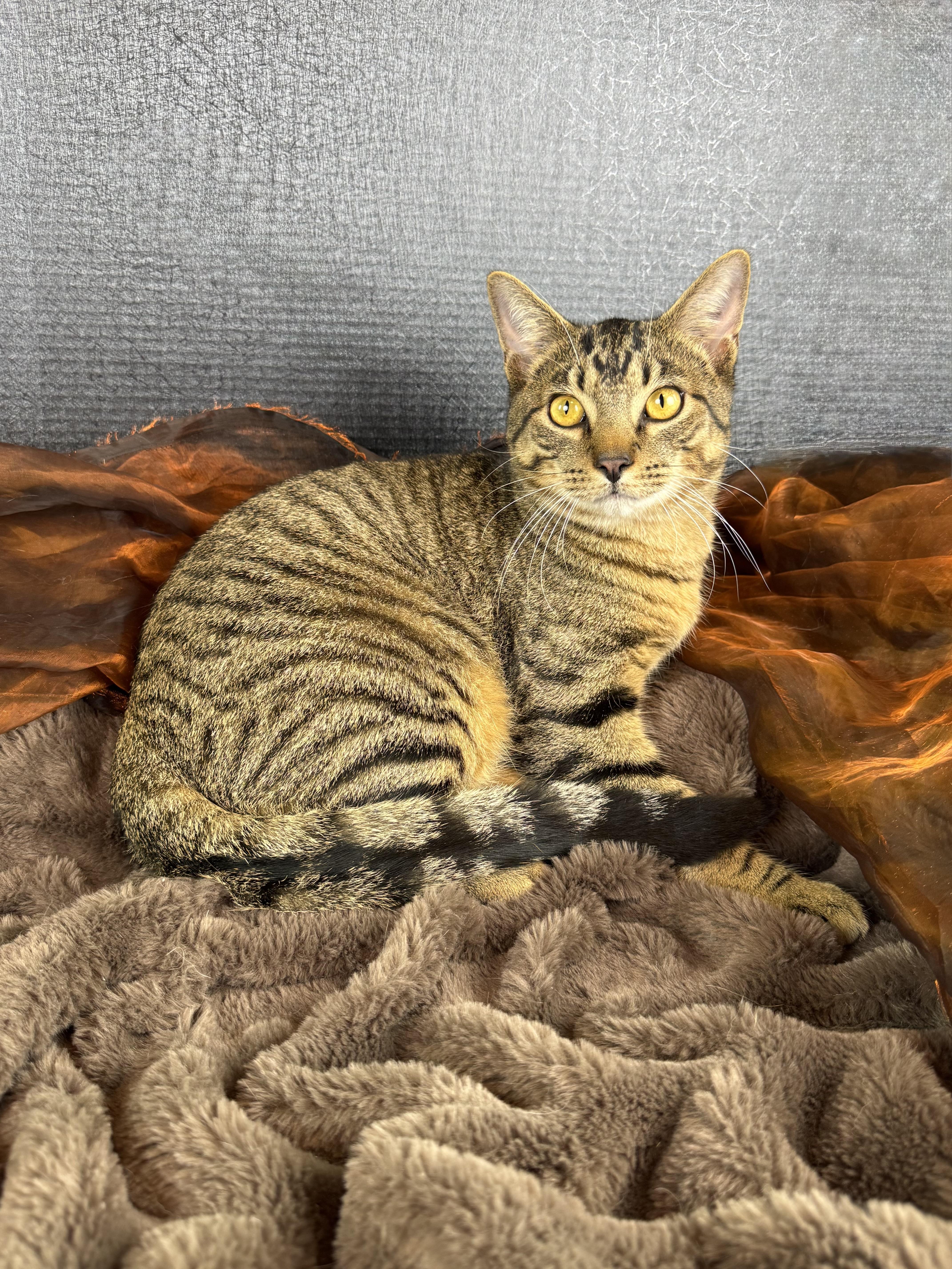 Buttercup, Adoptable, Adult Male Tabby.
