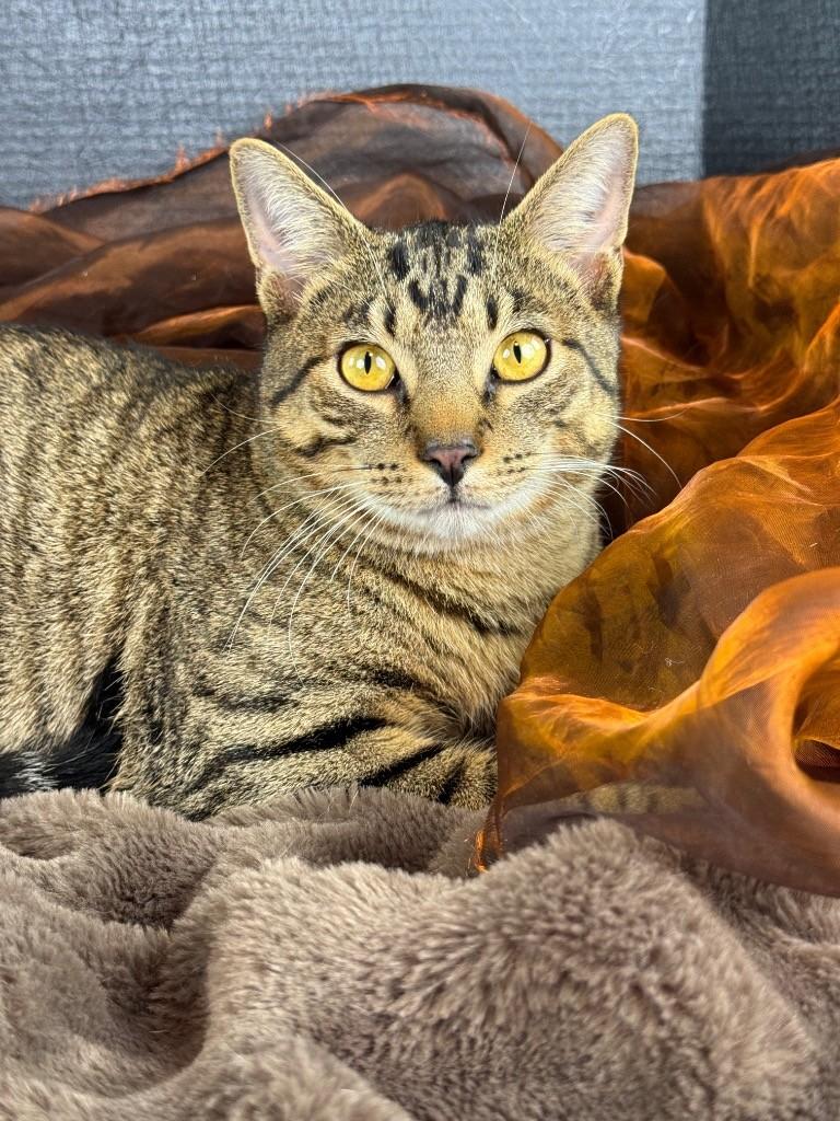 Enlarge Buttercup, a Adoptable Tabby in Houston, TX image 1/5