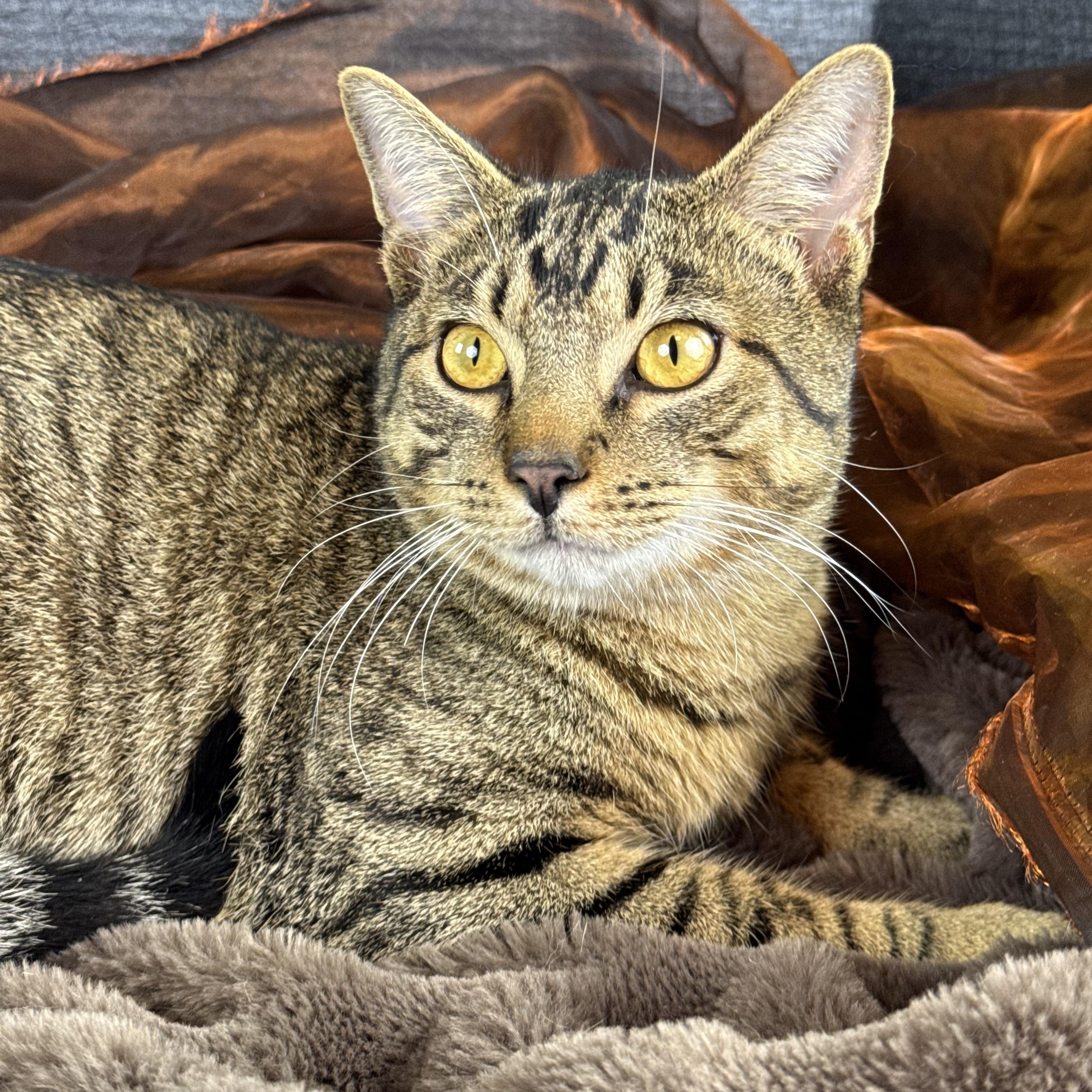 Enlarge Buttercup, a Adoptable Tabby in Houston, TX image 4/5