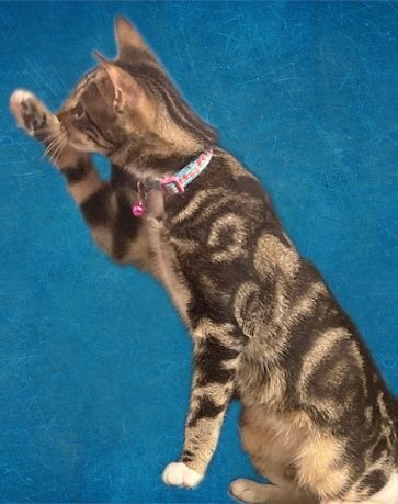 Josh, a Adopted American Shorthair in San Jose, CA image 1/3