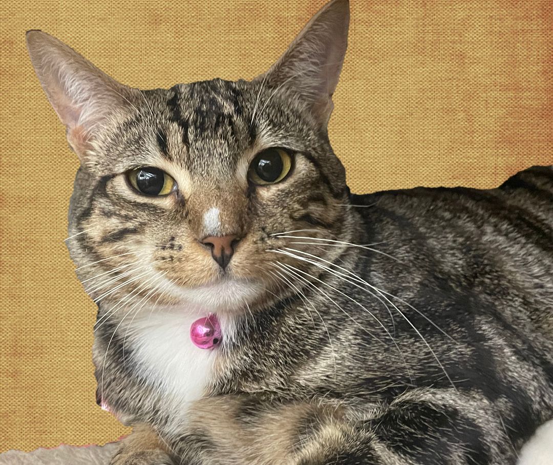 Josh, a Adopted American Shorthair in San Jose, CA image 2/3