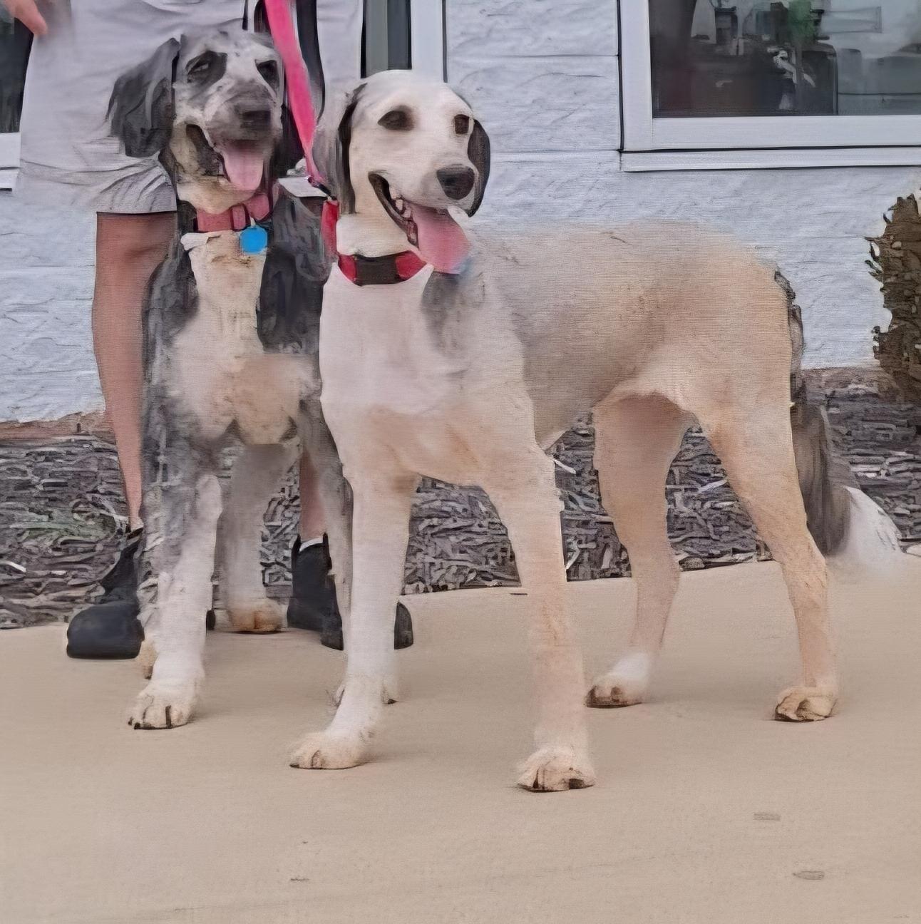 Enlarge Lucille, a Adoptable mixed breed in Normal, IL image 3/3