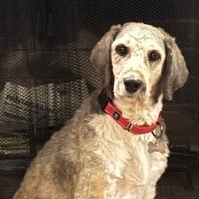 Enlarge Lucille, a Adoptable mixed breed in Normal, IL image 1/3