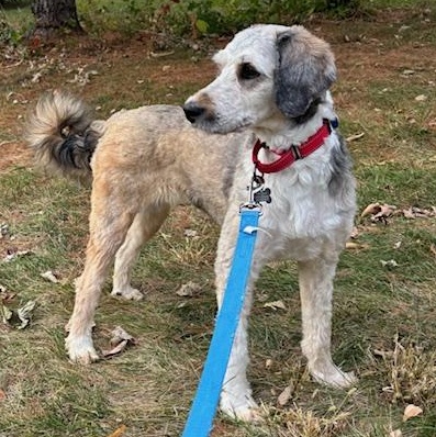 Enlarge Lucille, a Adoptable mixed breed in Normal, IL image 2/3