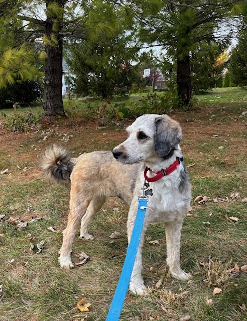 Enlarge Lucille, a Adoptable mixed breed in Normal, IL image 2/3