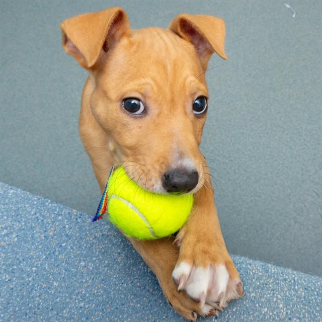 BUCKEYE, Adoptable, Puppy Male Pit Bull Terrier & Mixed Breed.