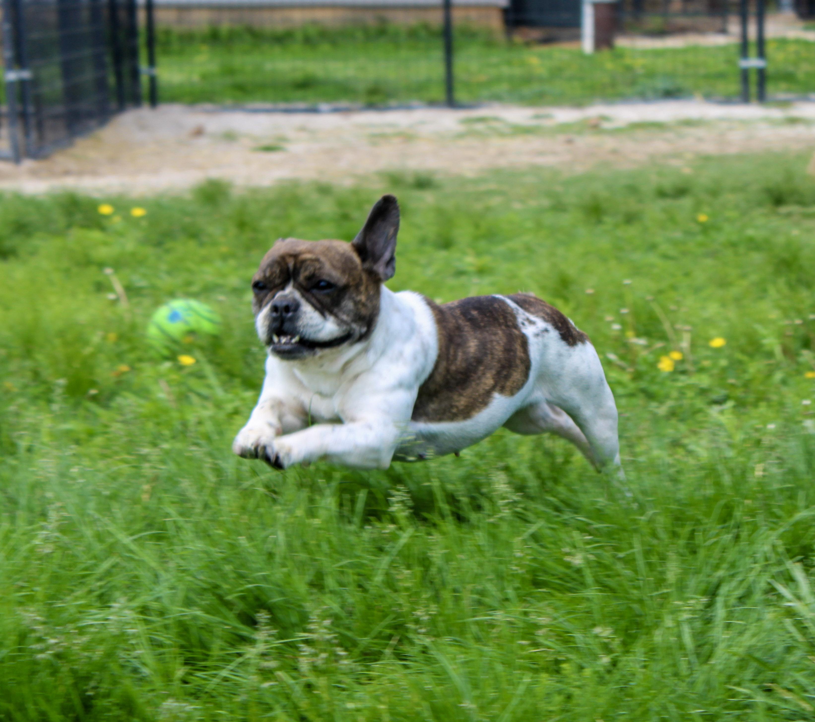 Marcella, a ADOPTABLE French Bulldog in Neosho, MO image 2/3