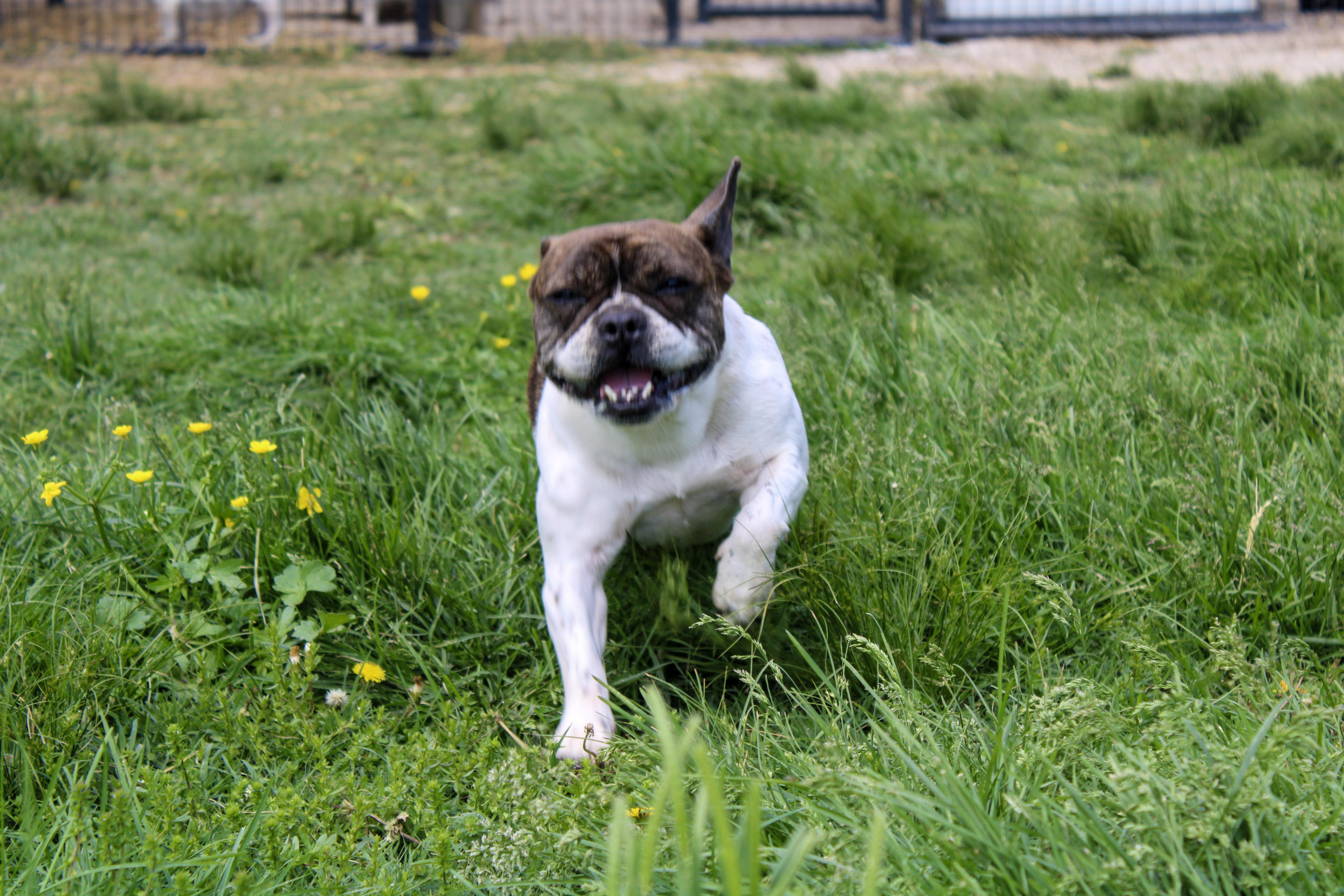Marcella, a ADOPTABLE French Bulldog in Neosho, MO image 3/3