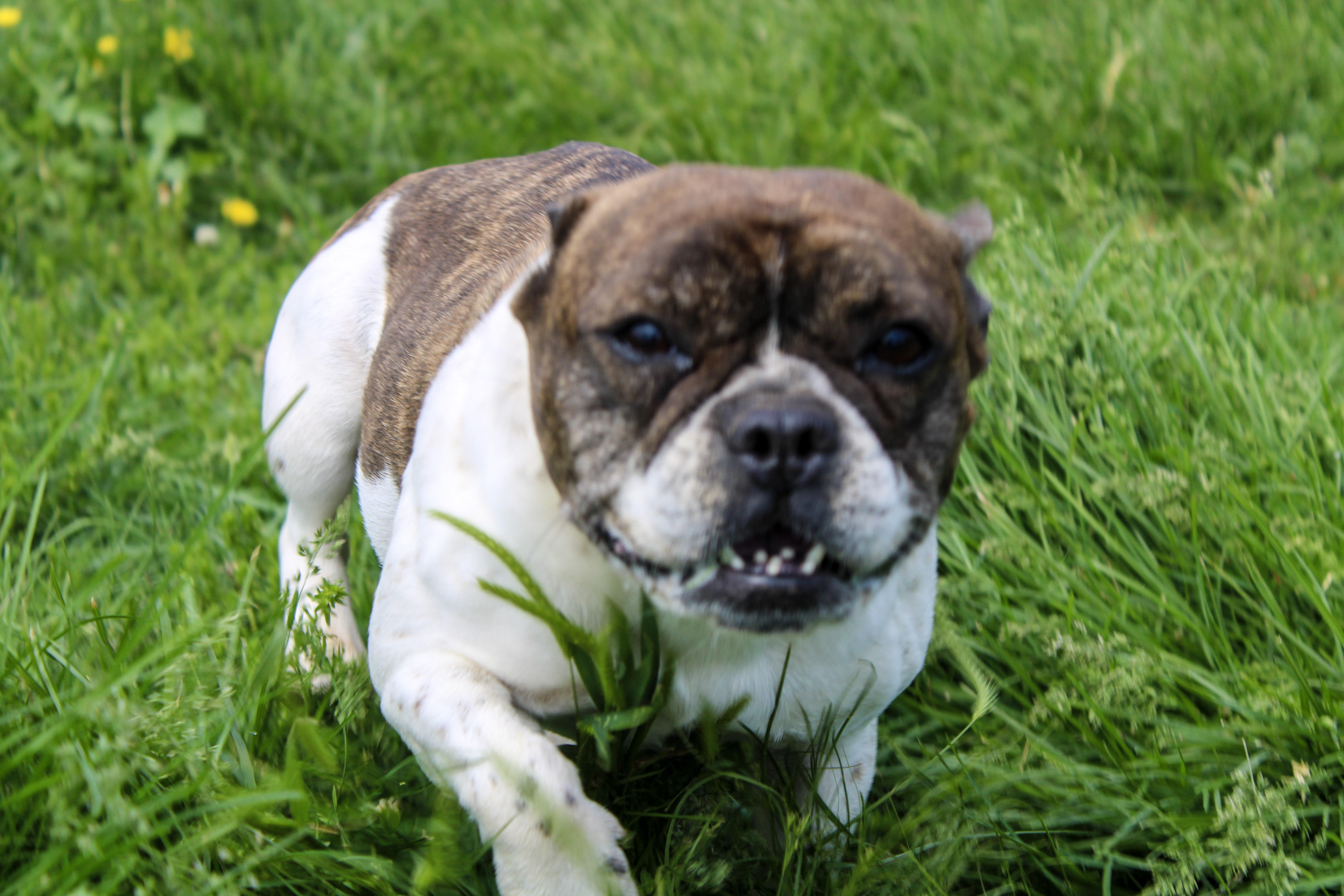 Marcella, ADOPTABLE, Adult Female French Bulldog.