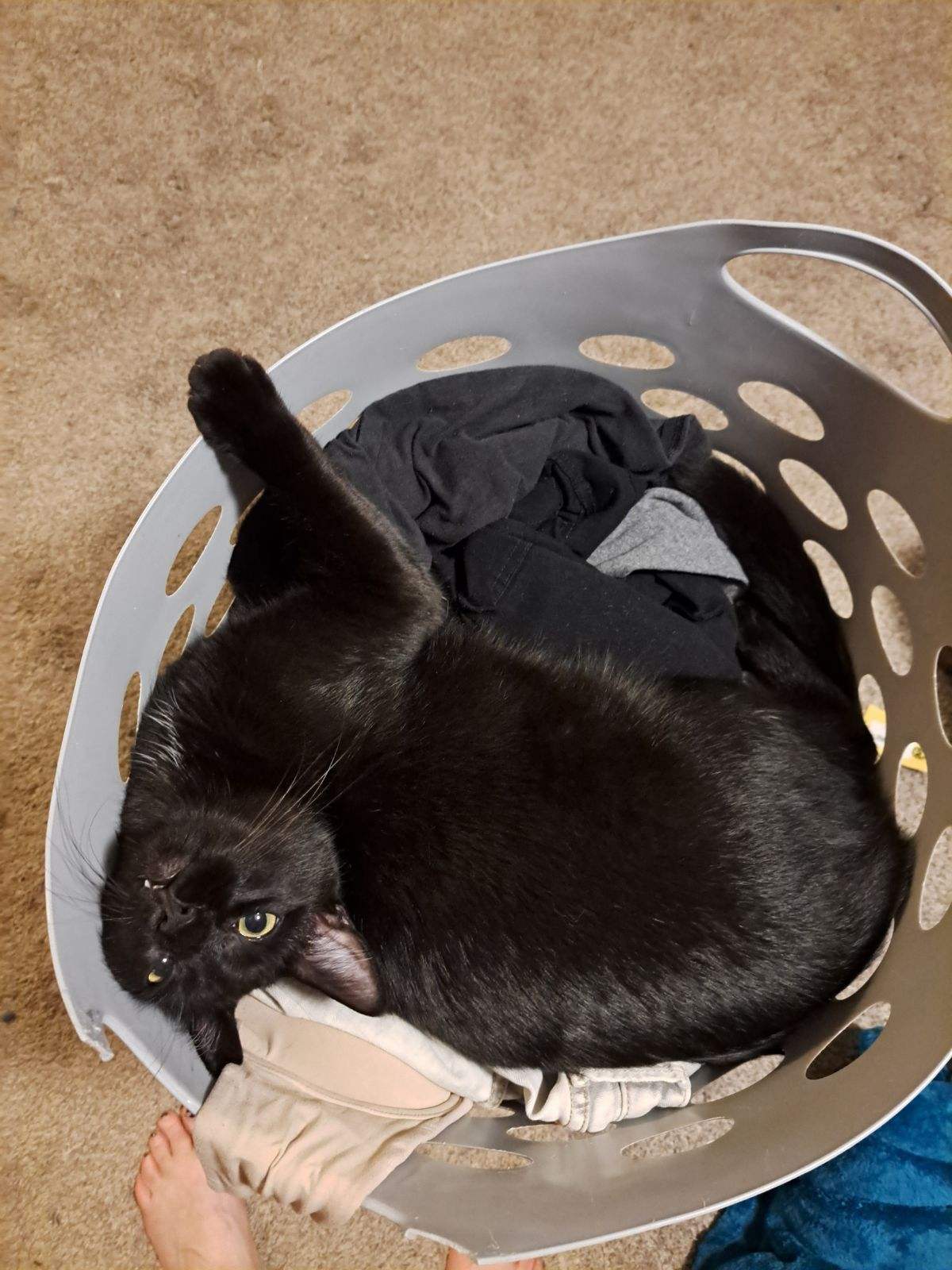 Diesel, Adoptable, Adult Male Domestic Short Hair.