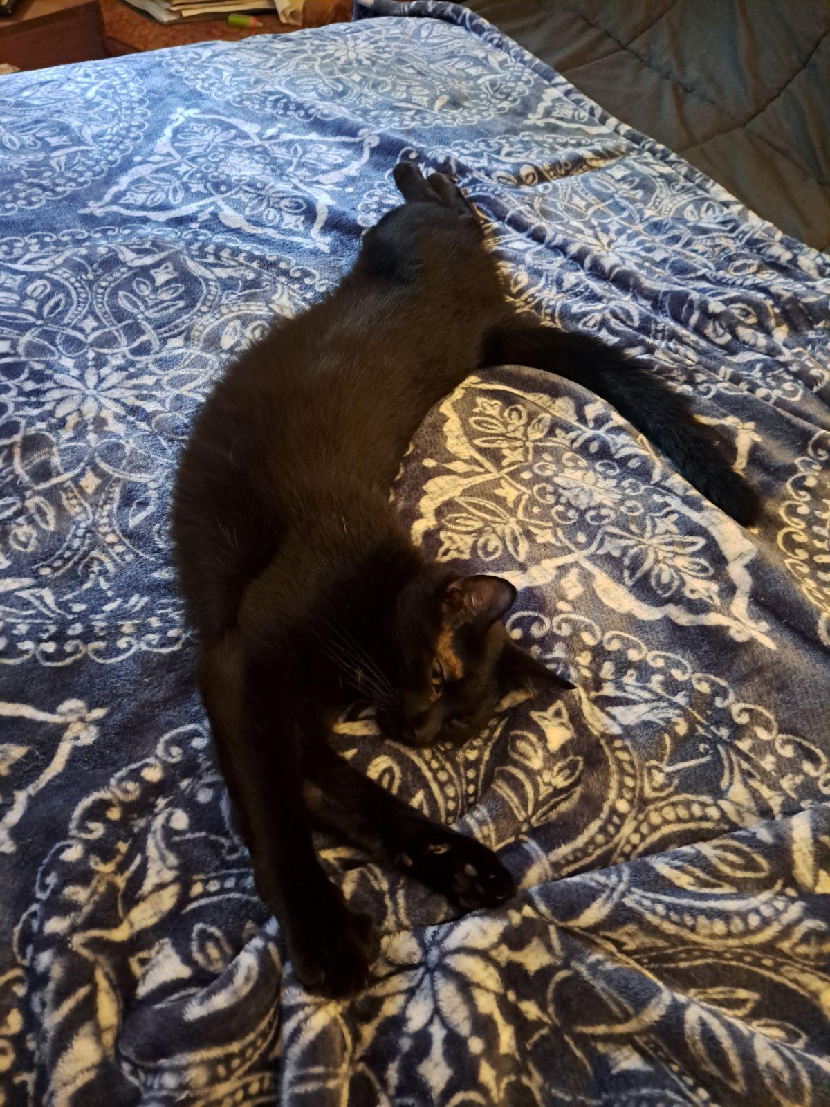 Diesel, a Adoptable Domestic Short Hair in Oklahoma City , OK image 2/4