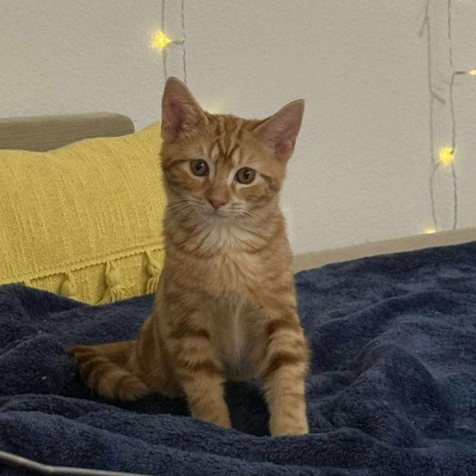 Luke, Adoptable, Kitten Male Domestic Short Hair.