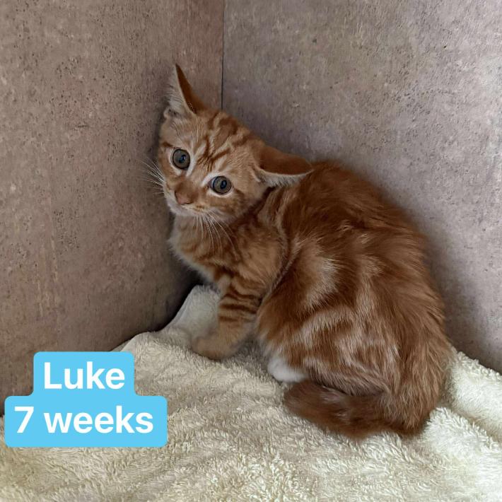 Enlarge Luke, a Adoptable Domestic Short Hair in Tampa, FL image 2/3