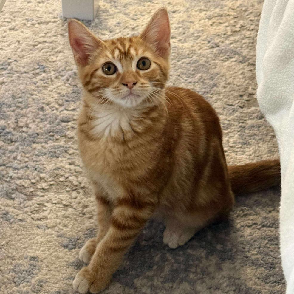 Enlarge Luke, a Adoptable Domestic Short Hair in Tampa, FL image 3/3