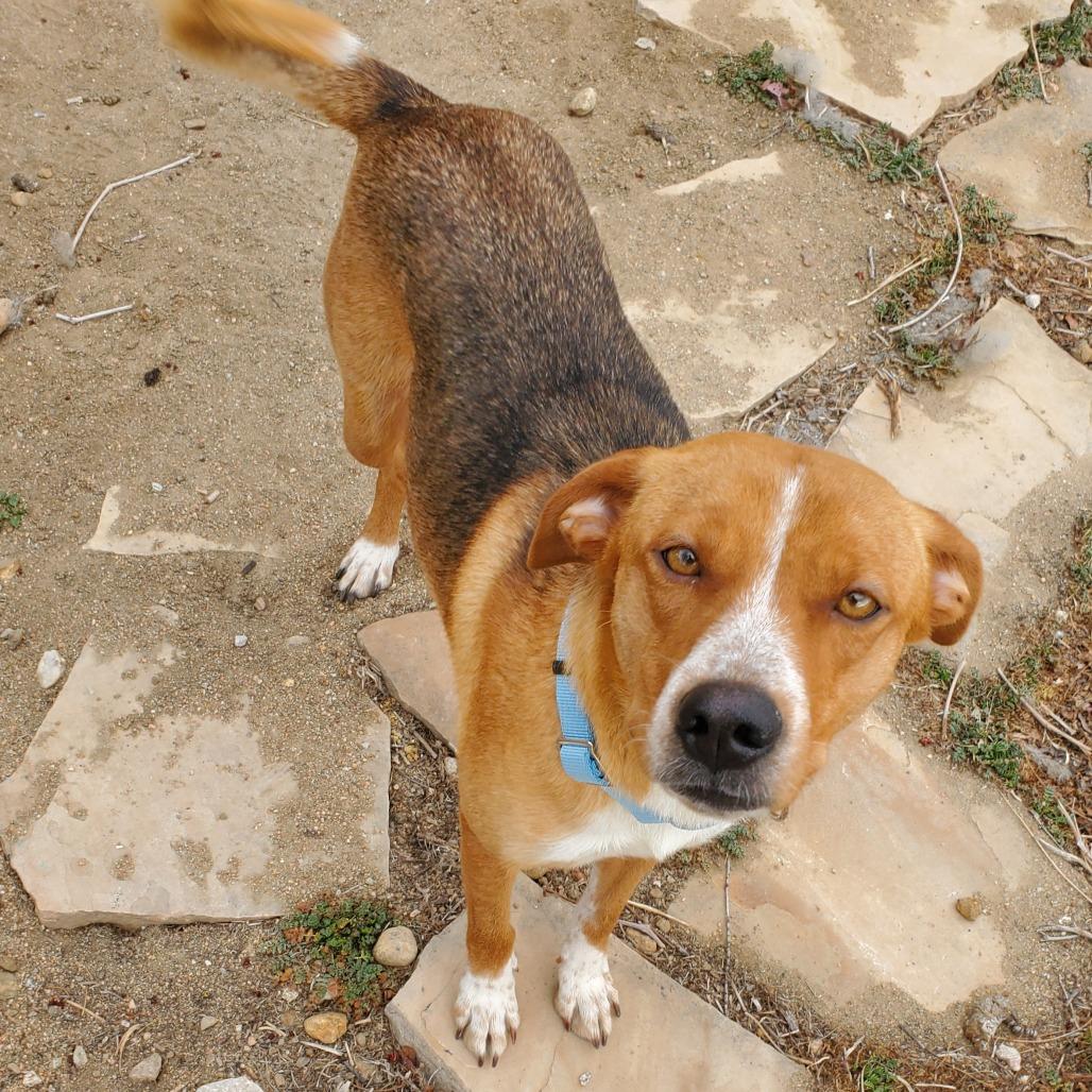 Enlarge 301 (2026) Mama Selina, a Adoptable Mixed Breed in Parker, CO image 2/6