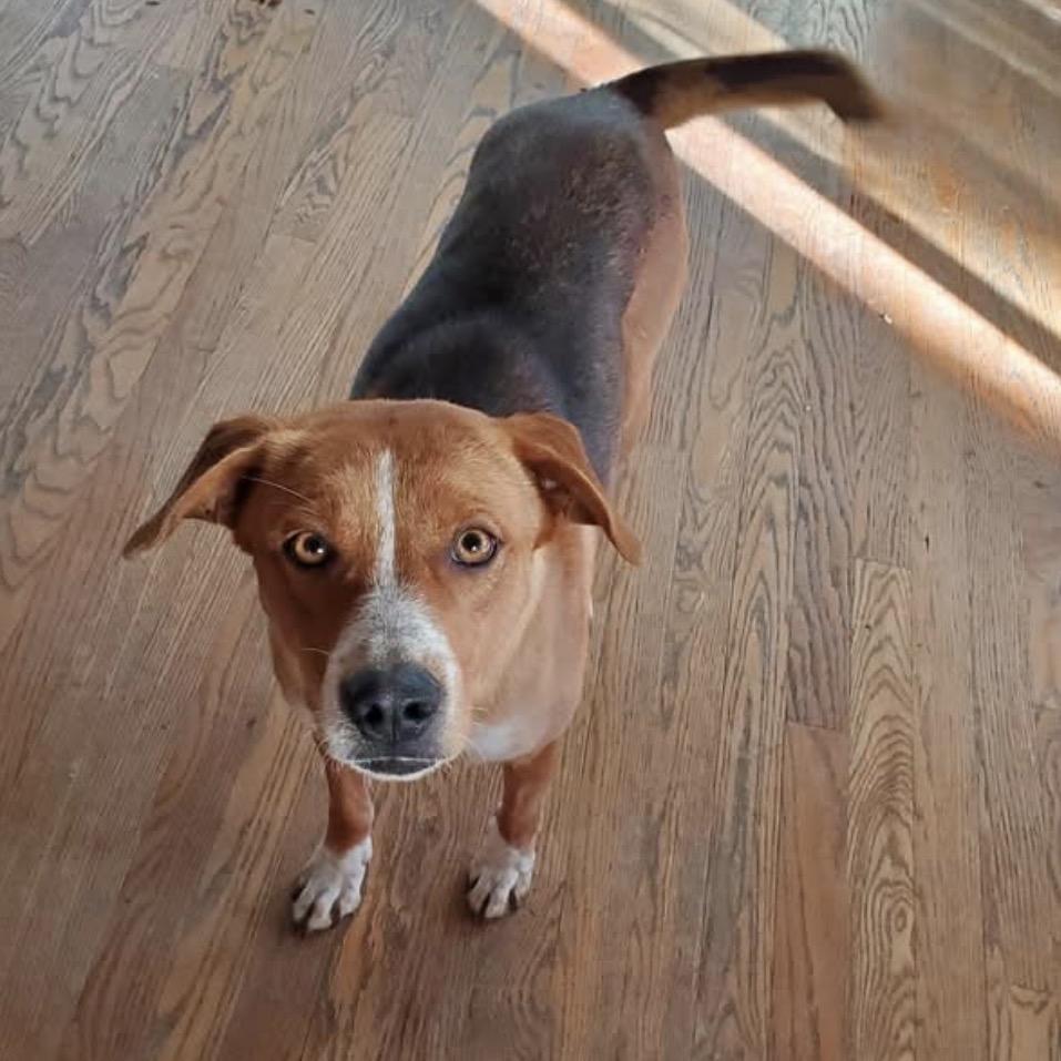 301 (2026) Mama Selina, Adoptable, Young Female Mixed Breed.