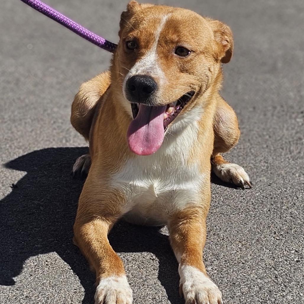 Enlarge 301 (2026) Mama Selina, a Adoptable Mixed Breed in Parker, CO image 4/6