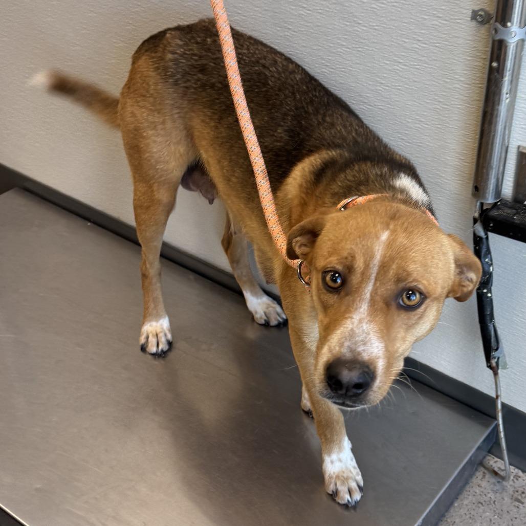 Enlarge 301 (2026) Mama Selina, a Adoptable Mixed Breed in Parker, CO image 5/6