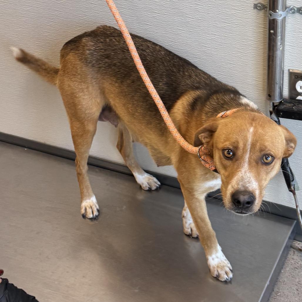 Enlarge 301 (2026) Mama Selina, a Adoptable Mixed Breed in Parker, CO image 6/6