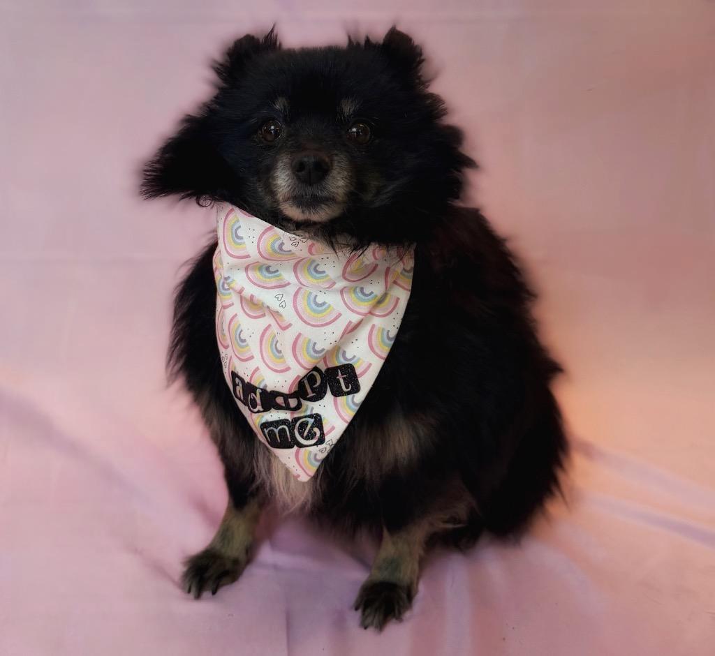 Irina, adopted, Senior Female Pomeranian.