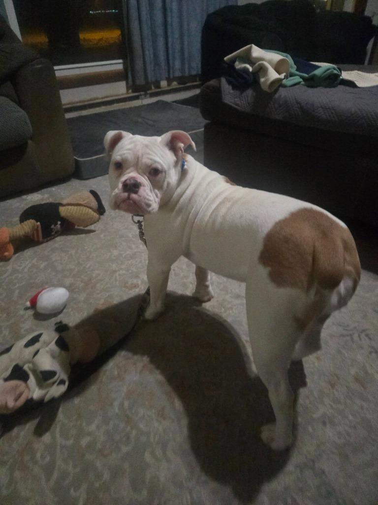 Jewel, Adoptable, Young Female English Bulldog.