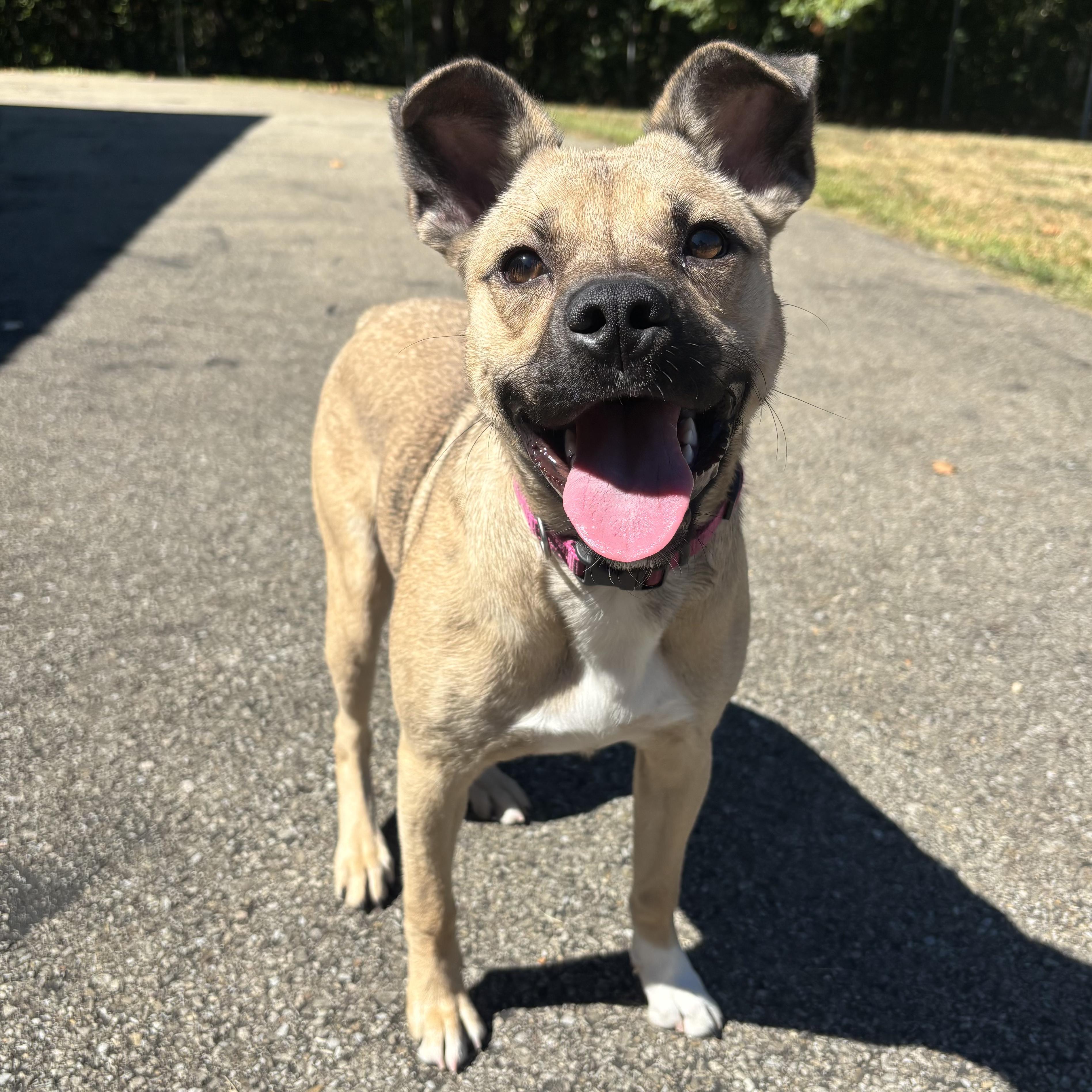 Enlarge Amber, a Adoptable Mixed Breed in Waynesburg, PA image 1/6