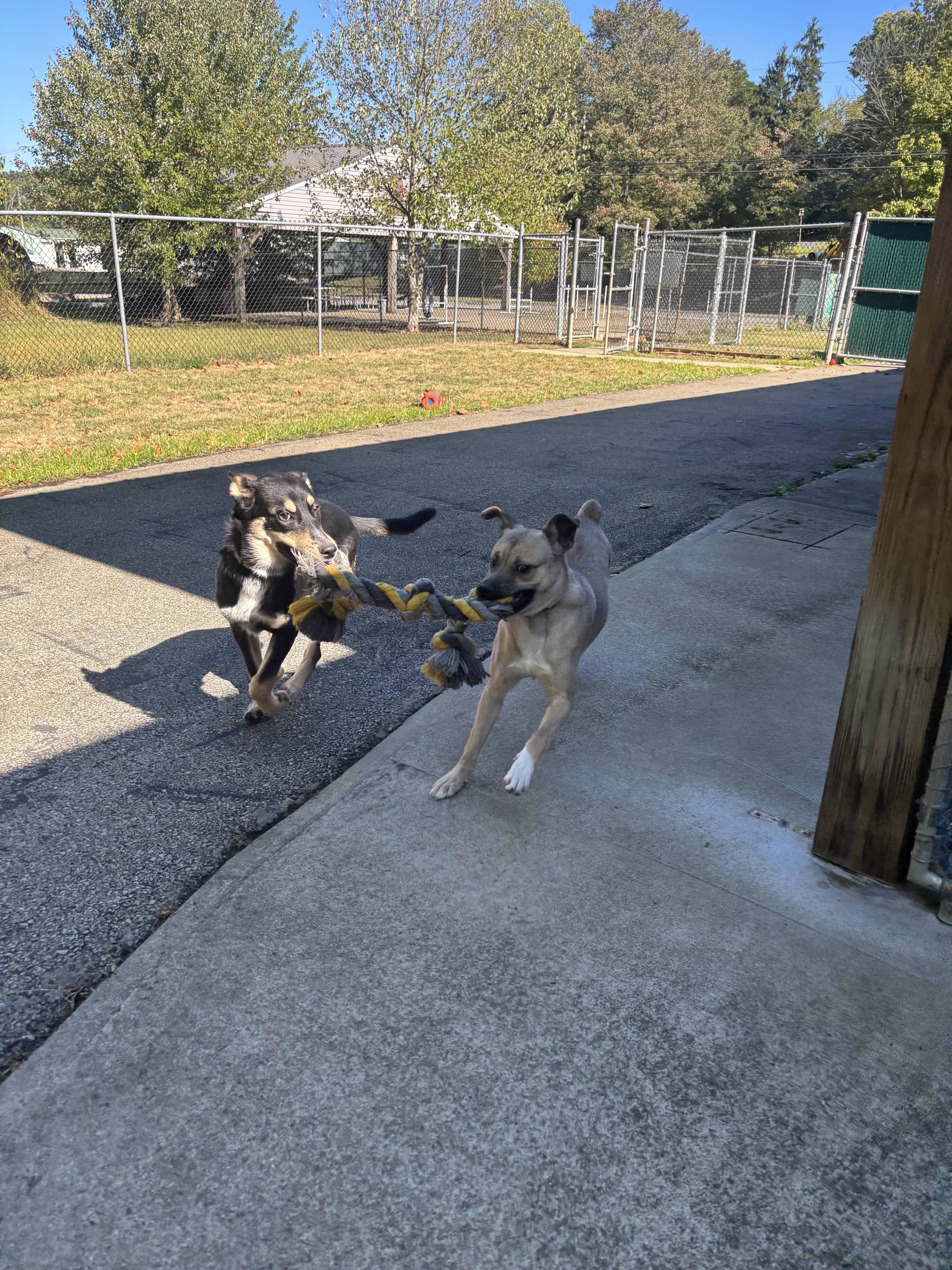 Enlarge Amber, a Adoptable Mixed Breed in Waynesburg, PA image 2/6