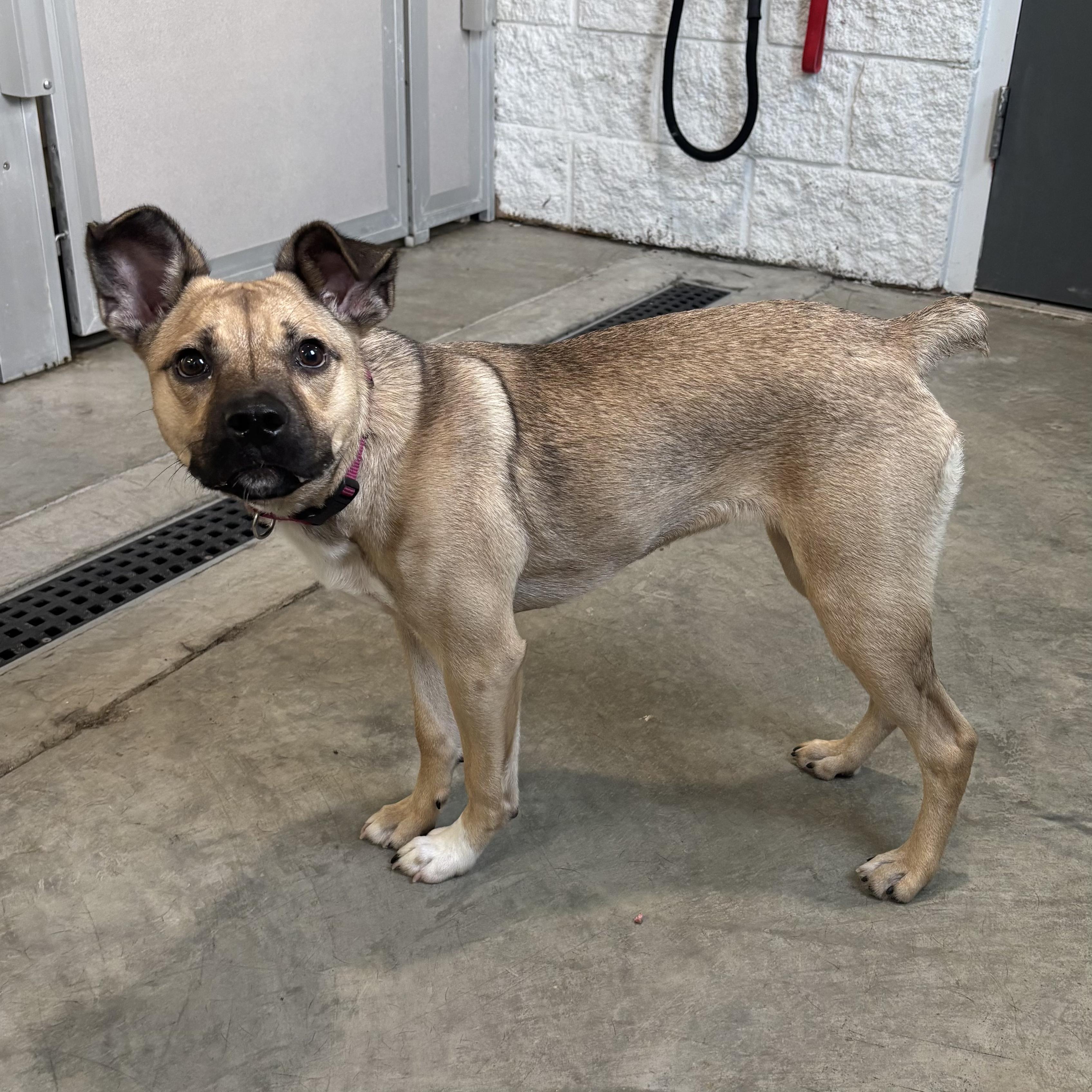 Enlarge Amber, a Adoptable Mixed Breed in Waynesburg, PA image 4/6