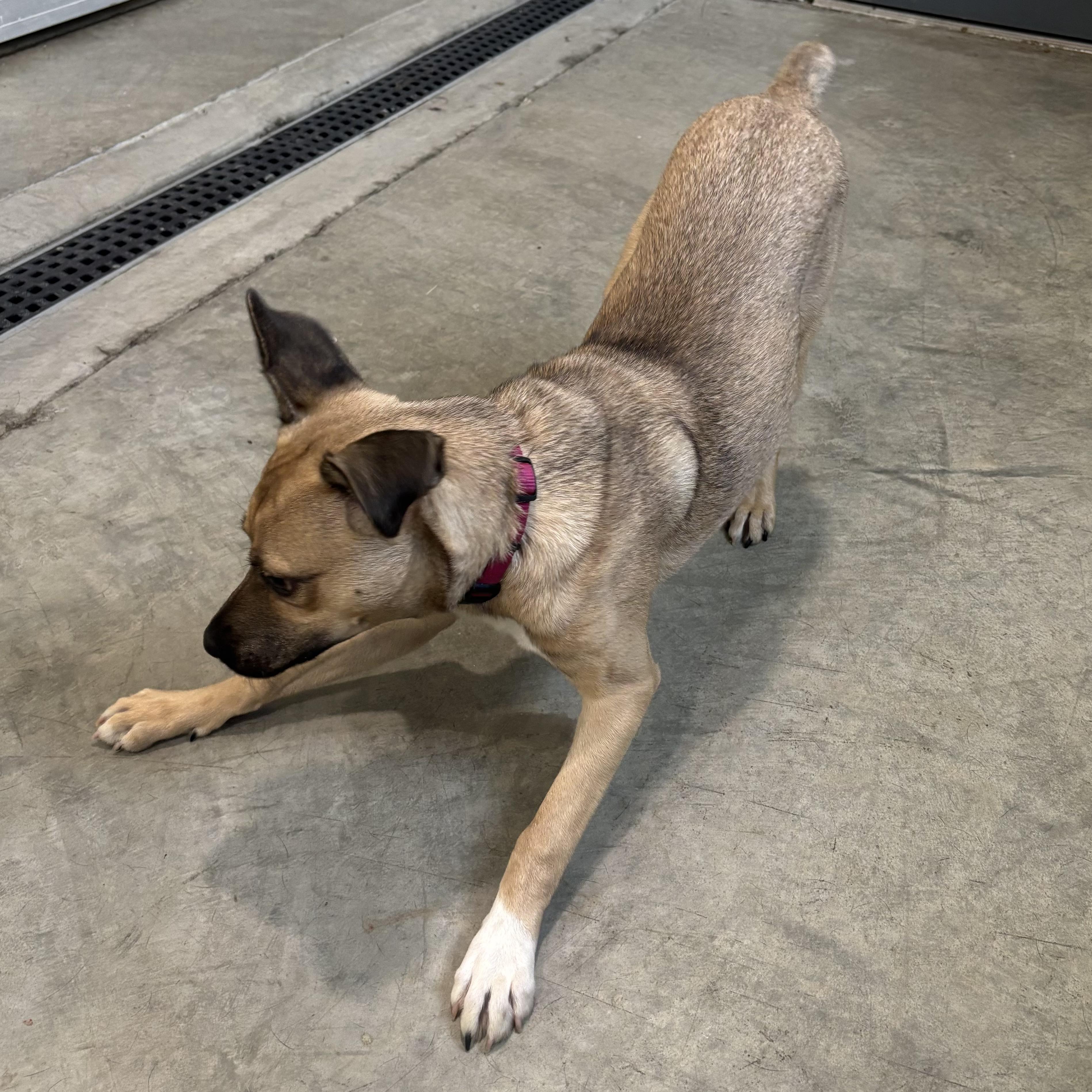 Enlarge Amber, a Adoptable Mixed Breed in Waynesburg, PA image 5/6