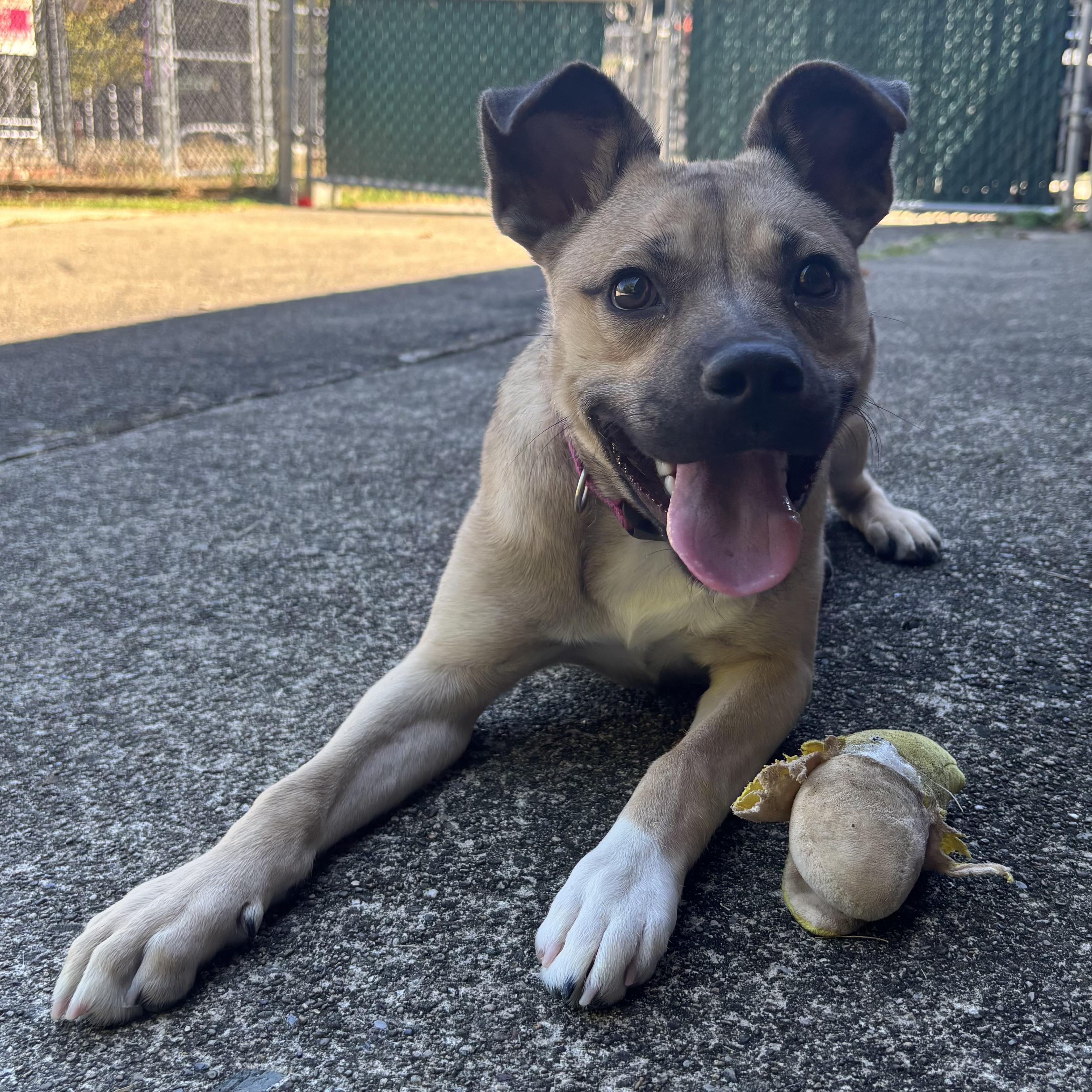 Enlarge Amber, a Adoptable Mixed Breed in Waynesburg, PA image 6/6