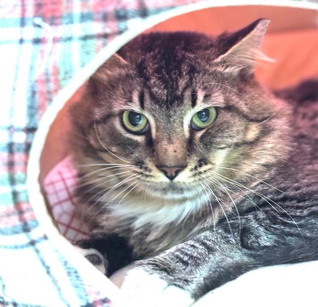 Enlarge MUSHROOM, a Adoptable Domestic Long Hair in Dedham, MA image 1/1