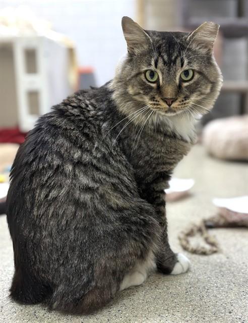 MUSHROOM, Adoptable, Adult Male Domestic Long Hair.