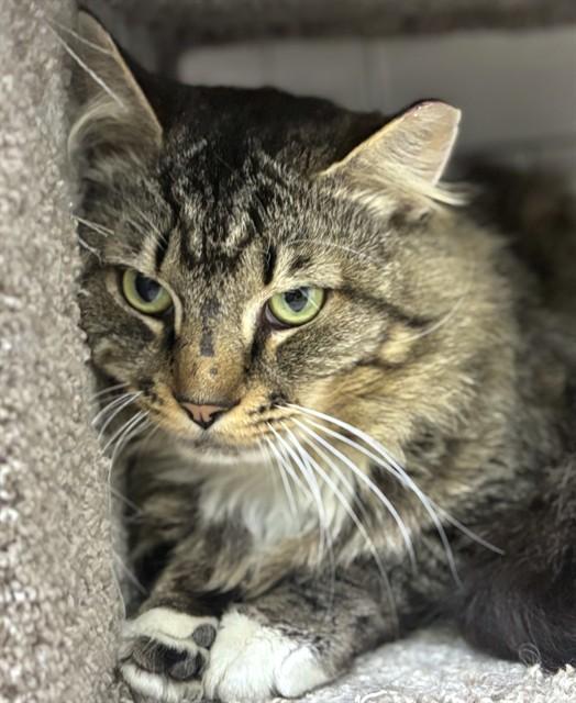 MUSHROOM, Adoptable, Adult Male Domestic Long Hair.