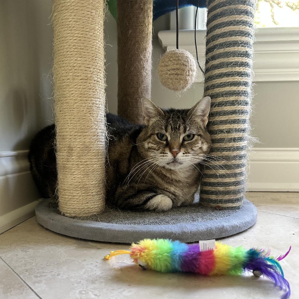 Enlarge Kangaroo, a Adoptable Domestic Short Hair in South Elgin, IL image 1/6