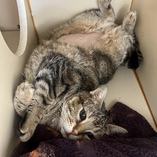 Enlarge Kangaroo, a Adoptable Domestic Short Hair in South Elgin, IL image 2/6