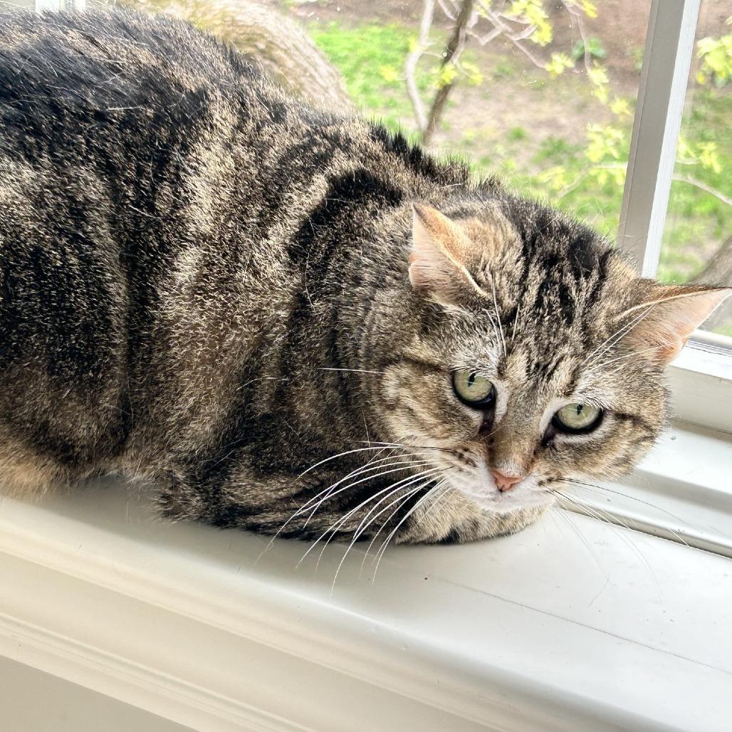 Enlarge Kangaroo, a Adoptable Domestic Short Hair in South Elgin, IL image 3/6