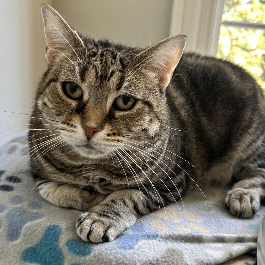 Enlarge Kangaroo, a Adoptable Domestic Short Hair in South Elgin, IL image 4/6