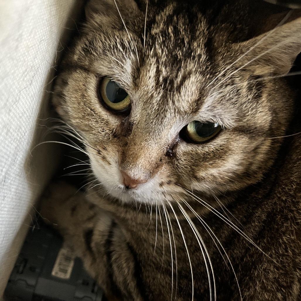 Enlarge Kangaroo, a Adoptable Domestic Short Hair in South Elgin, IL image 5/6