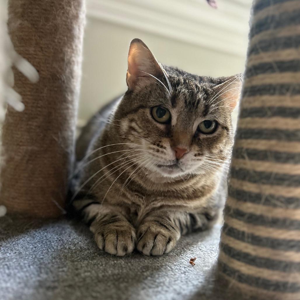 Enlarge Kangaroo, a Adoptable Domestic Short Hair in South Elgin, IL image 6/6