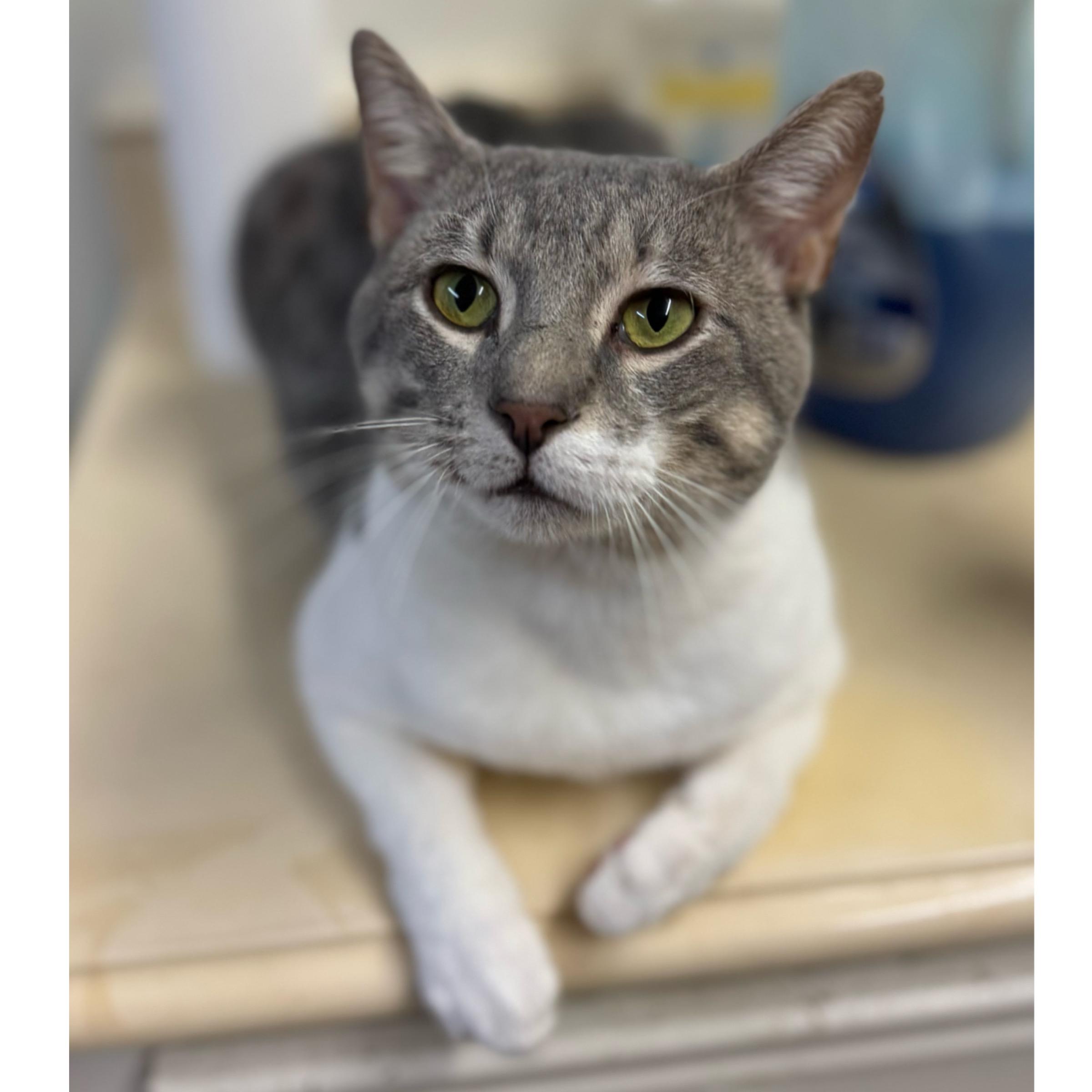 Enlarge Theo, an adopted mixed breed in Kingwood, TX image 2/6