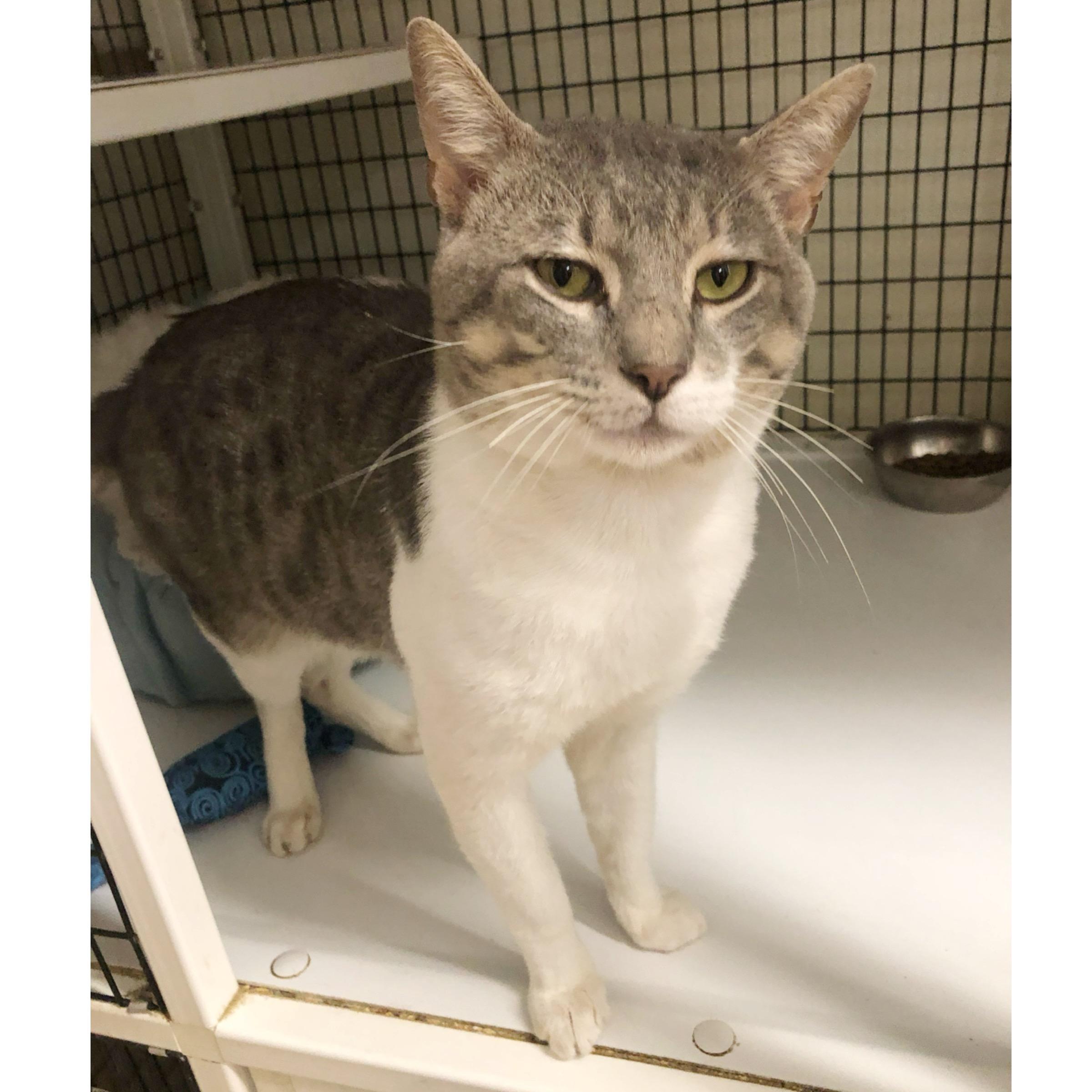 Enlarge Theo, an adopted mixed breed in Kingwood, TX image 4/6