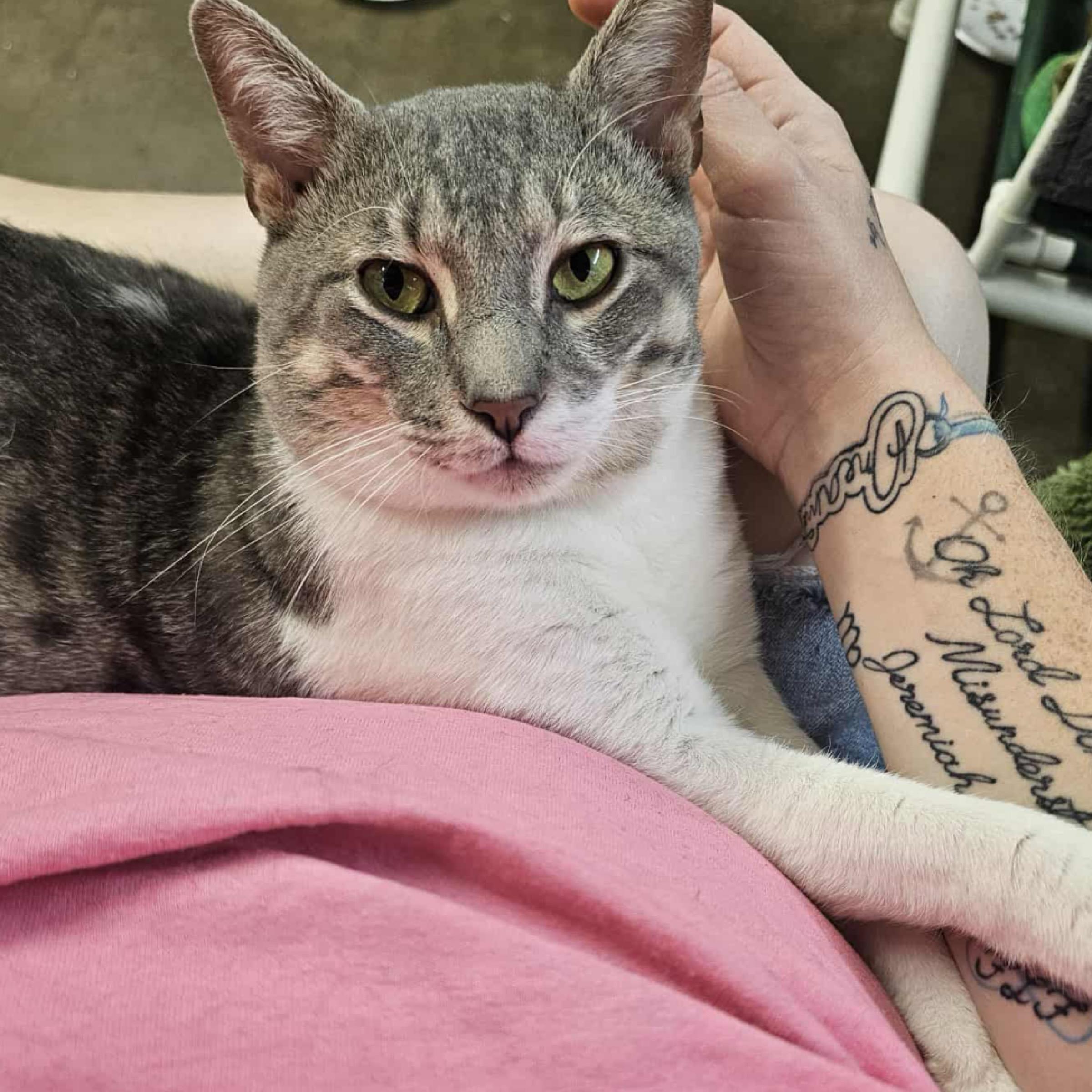 Theo, adopted, Young Male Tabby & Domestic Short Hair.