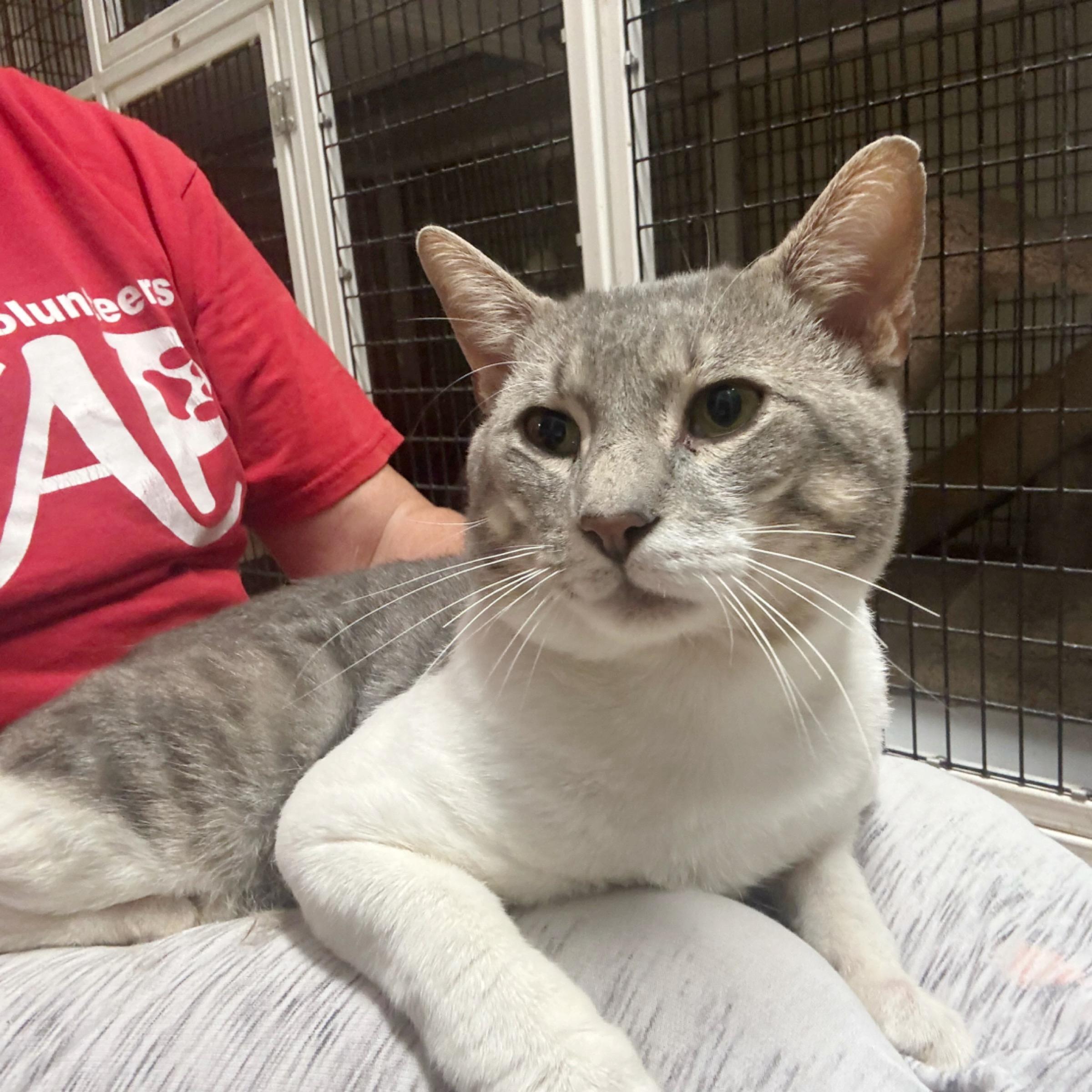 Enlarge Theo, an adopted mixed breed in Kingwood, TX image 3/6