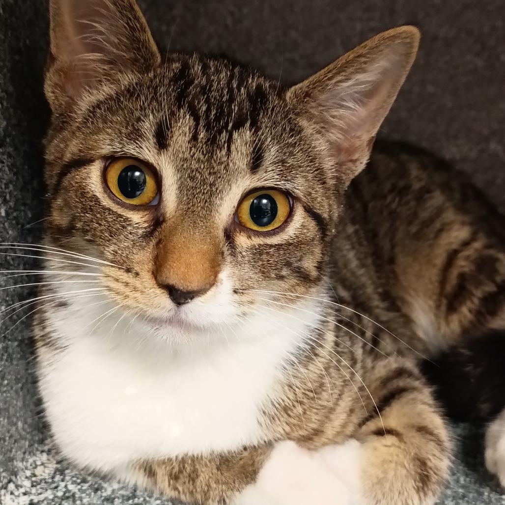 Enlarge Tostino, a Adoptable Domestic Short Hair in Galveston, TX image 1/2