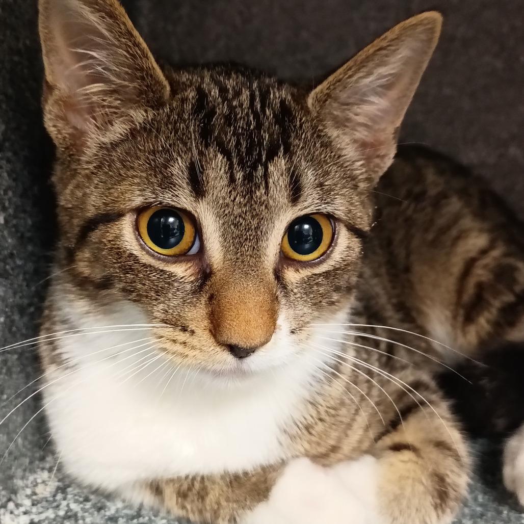 Enlarge Tostino, a Adoptable Domestic Short Hair in Galveston, TX image 2/2