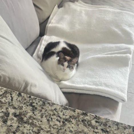 Stella, an adopted Domestic Short Hair in West Palm Beach , FL image 2/3